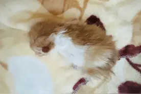 中国首只全流程国产化培育克隆猫诞生：一只雄性橘猫图片