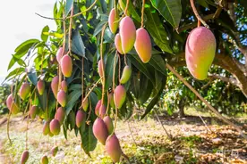 海南鲜品丨探秘北纬18°的芒果图片