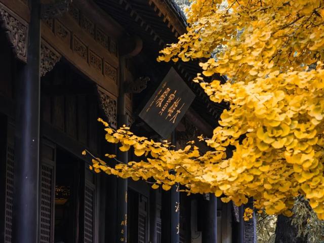 周末走起！济南有处“私藏秘境”：二重金色，千年之约！古银杏树+古刹，美出静谧诗意~~