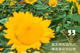 打卡长沙这些绝美花海，解锁秋日限定的浪漫氛围！图片