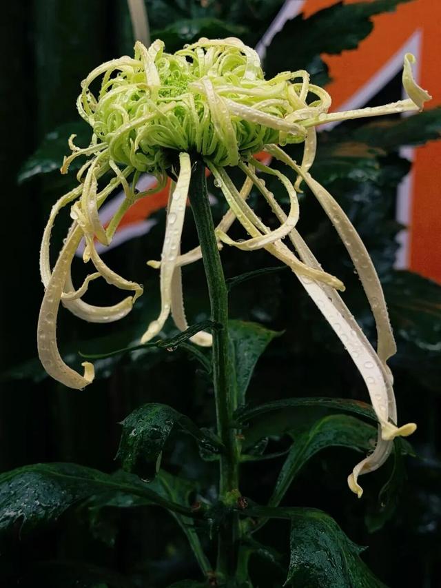 已开，免费！10万盆菊花、超多精彩活动等你来