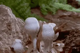 不采，不食用！深圳发现蘑菇界“毒王”图片