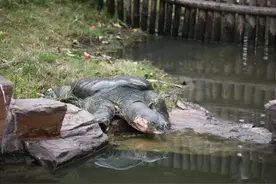 民间悬赏寻“水中大熊猫”斑鳖引关注 黄山学院专家：从个人角度不鼓励图片