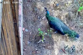 我国濒危物种绿孔雀野化放归试验取得重要进展图片