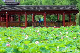 恩施市：荷花盛开 美在“当夏”图片