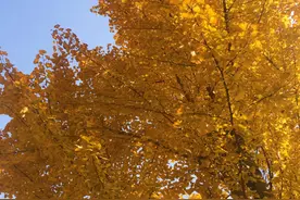 一起来打卡潍坊银杏地图！图片