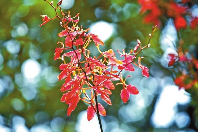 云新闻・滇地宝藏⑩丨吃不完根本吃不完，滨江花果城确定不来吗？