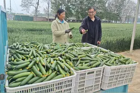 宁陵县程楼乡：水果黄瓜喜丰收 产业振兴“钱”景亮图片