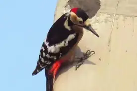 啄木鸟“凿墙”噪音扰民，社区巧解难题及时“补洞”图片