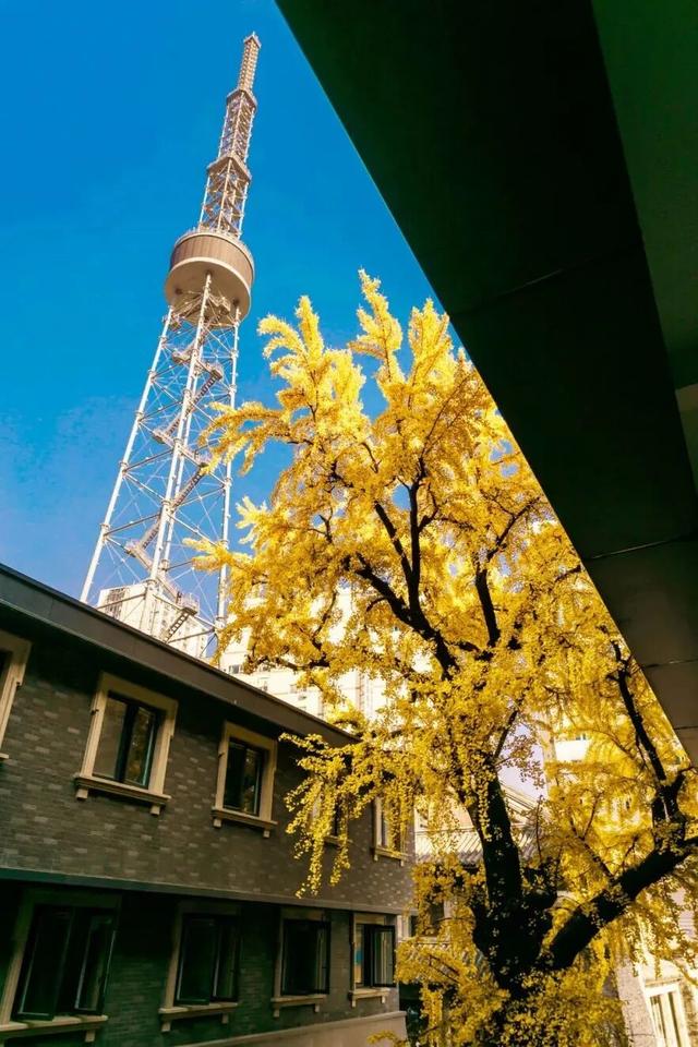 限时绝美！此刻，常州颜值巅峰