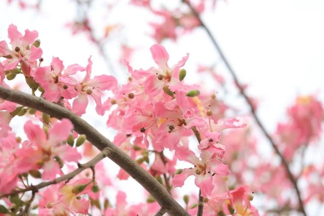 视觉增城｜粉黛碧道！邂逅增城冬日的浪漫