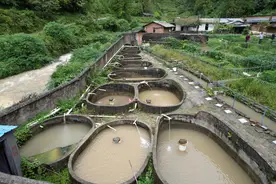 “天价”养殖娃娃鱼跌下神坛调查②：实地探访“中国大鲵之乡”汉中，上万户养殖户的命运与探索图片