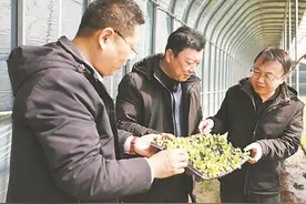 大棚育出白菜苗 露地种植“接力跑”图片