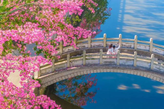 一秒圈“粉”！湛江这片浪漫花海，谁拍谁好看！