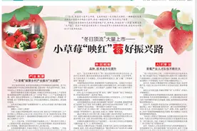 “冬日顶流”大量上市 小草莓“映红”莓好振兴路图片