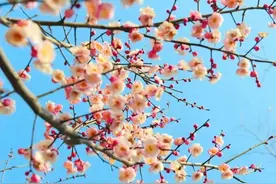 转发收藏！郑州春天赏花最全攻略→图片