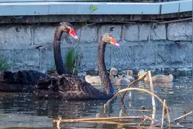 春日大明湖：黑天鹅家族亮相，五只“萌宝”吸睛无数图片