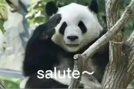 掰竹子必须“龇牙咧嘴”？大熊猫：咱也不知道为啥，人就这么教的图片