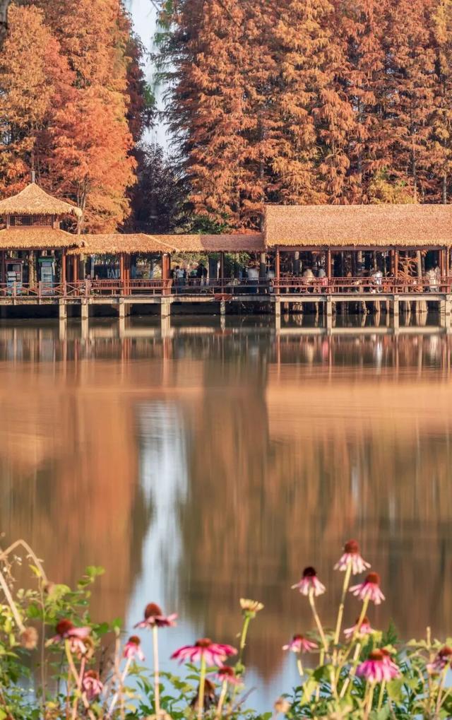 巨出片！马鞍山这里进入最佳观赏期