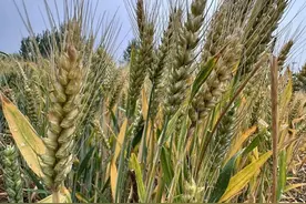 家乡“麦祭节"图片