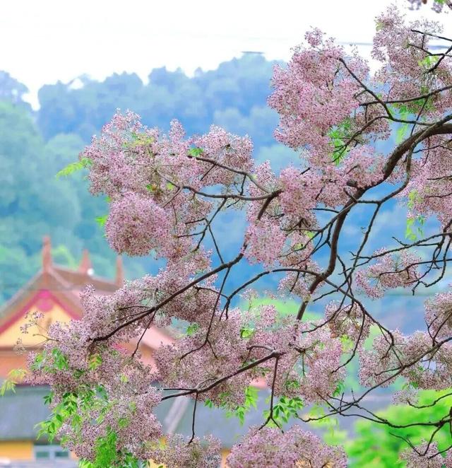 台州这些初夏赏花秘境，承包你的朋友圈