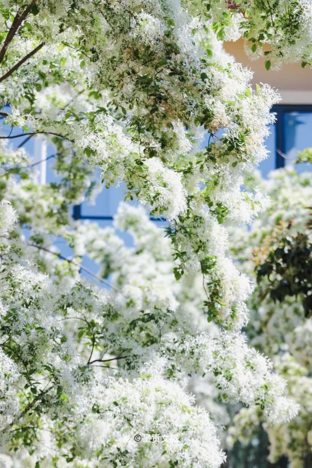 在樱花季的尾声，云南大学呈贡校区的白流苏火了！