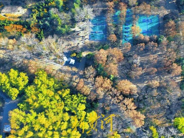 冬日“秋景” 济南森林公园彩叶斑斓宛若巨幅油画