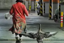 柳州市民养家禽当宠物，在小区里溜达妥不妥？图片