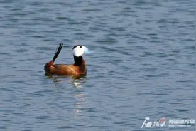 辨词：“唐老鸭”的原型——白头硬尾鸭图片