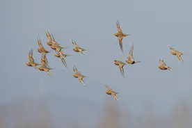 北京冬季观什么鸟？图片