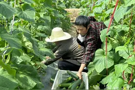 来凤：订单农业助力企业增效 水果黄瓜抢“鲜”上市图片