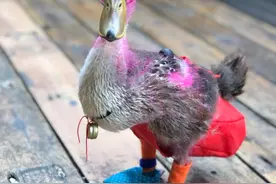 遛鸭子、养鬃狮蜥，异宠经济在福州悄悄走红图片