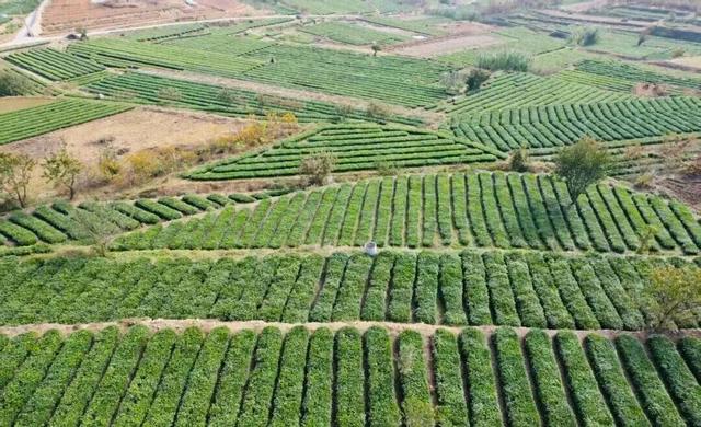 后村！真好看！赶紧转起来……