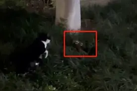 网传成都一高校发现一条三头蛇？校方回应：手机拍摄问题，不是三个头图片