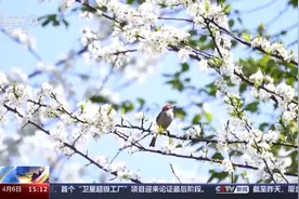 古人清明踏青都做什么？和唐代小姐姐一起来体验图片