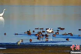 甘肃敦煌阳关湿地多项鸟类监测记录被刷新图片