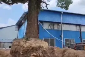 福建武夷山村民称村内“百年风水树”被移走 乡政府：会尽快移植回来图片