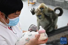 河南商丘川金丝猴人工繁育种群新增两只幼崽图片