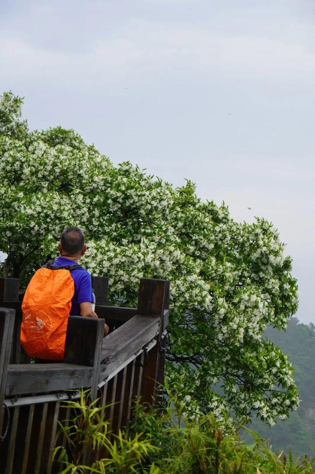开了！开了！福州开了成片杜鹃花海！快上鼓岭