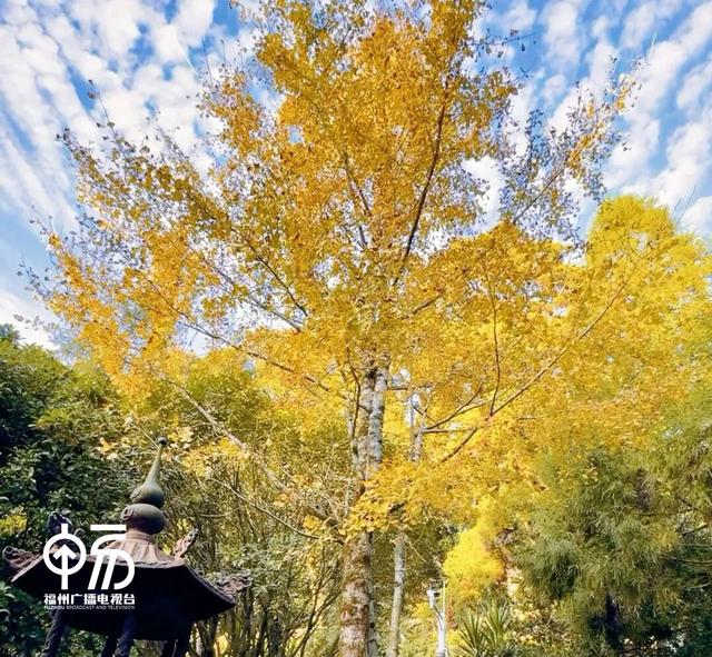 黄了！黄了！福州这里迎来颜值高峰！