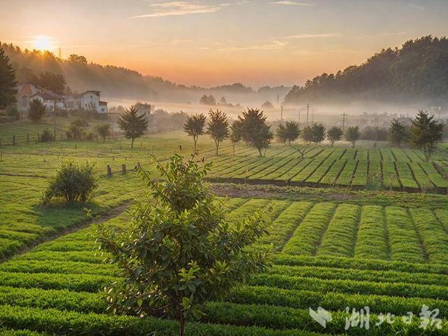 夷陵：清晨薄雾“捉迷藏” 生态茶园好风光