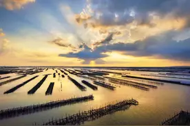 Zhanjiang: "Oyster Capital" plans to become "World's Oyster City"图片