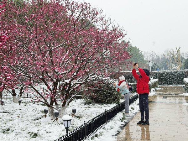 踏雪寻梅，武汉公园美出圈