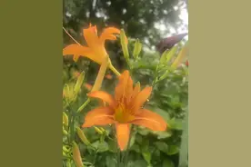 单朵花只开一日，整株花可开一月！三千年前的“母亲节限定花”竟是它→图片