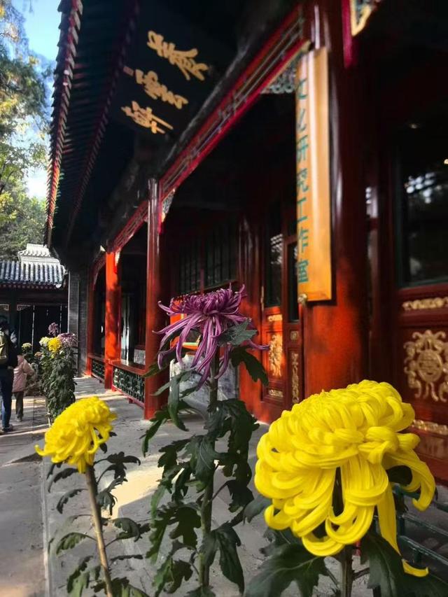 重阳赏菊正当时！颐和园组织多项科普活动