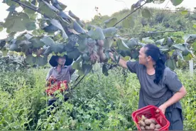 重庆酉阳县：“毛蛋”变“金蛋” 溪口村猕猴桃抢鲜上市 村民家门口就业增收图片