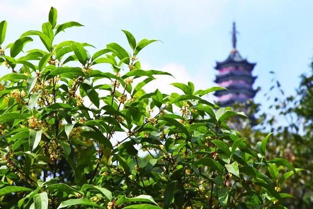 顶流来了！镇江人终于等到了