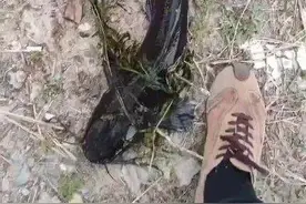 大连一水库惊现成群“超大怪鱼”！专家：外来物种，或人为放生图片