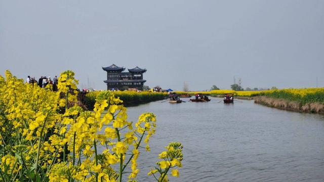 江苏泰州：兴化垛田油菜花绽放 尽显春日生机