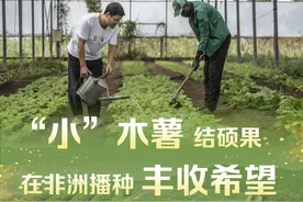 镜头连中外·第60辑｜“小”木薯结硕果 在非洲播种丰收希望图片